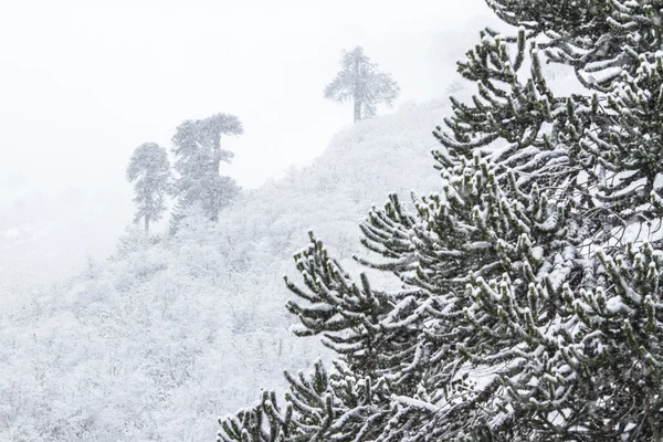 Winterbos — Stockfoto