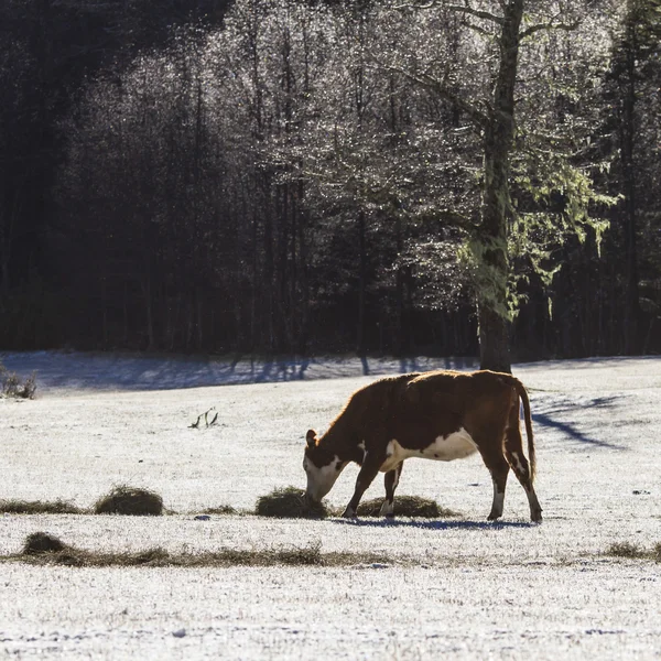 Ko i snön — Stockfoto