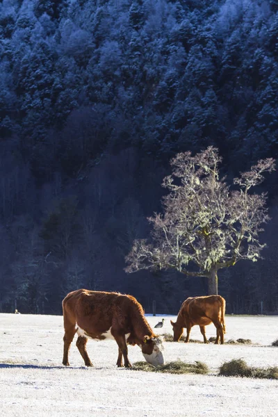 牛在雪地上 — 图库照片
