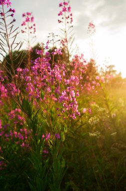 Pink flowers of fireweed clipart
