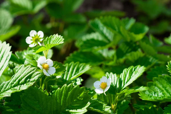 Fiori di fragola in un giardino — Foto Stock