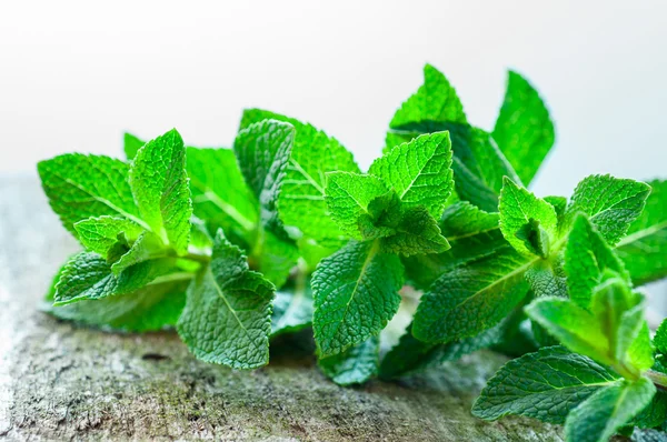 Menta biologica fresca — Foto Stock