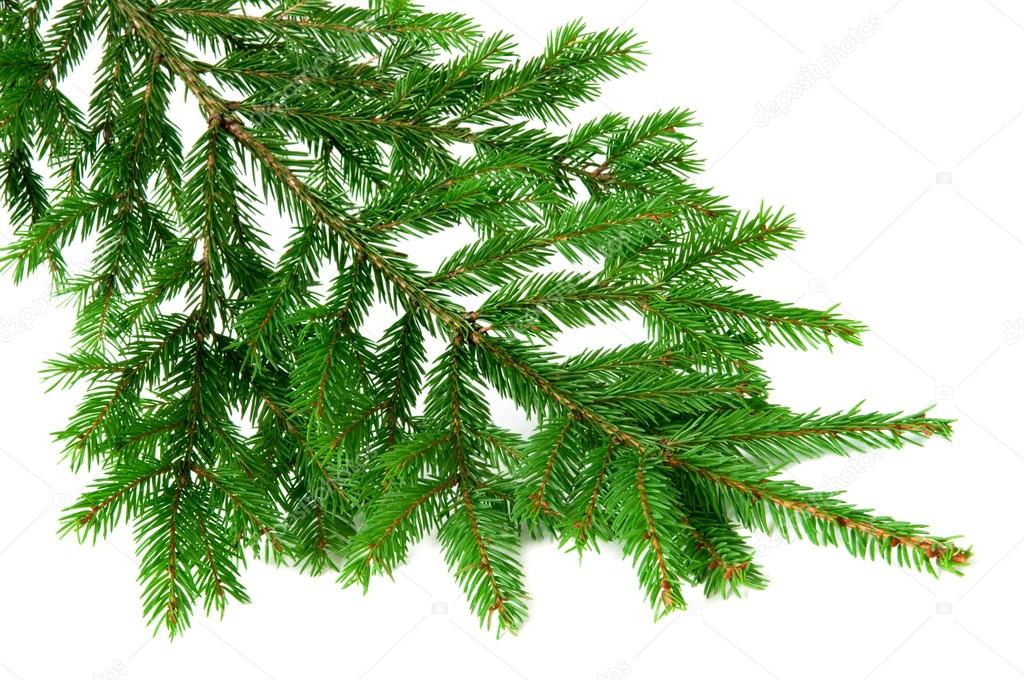 Green fir branch over white