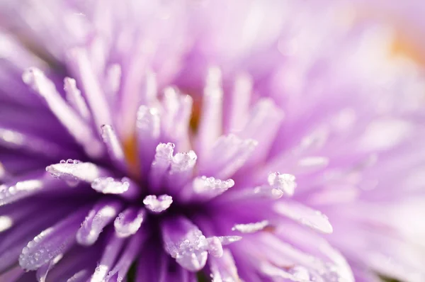 Lilac flower — Stock Photo, Image