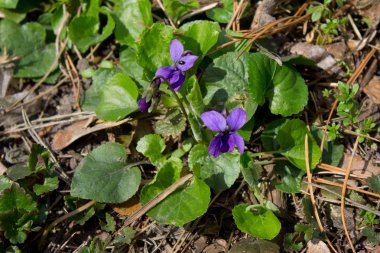 Menekşe çiçek çiçek 