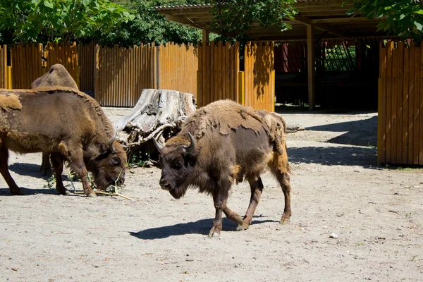 Grupo de bisontes jóvenes —  Fotos de Stock