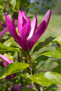 Manolya çiçek Park