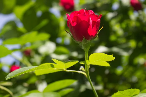 Röd ros i en trädgård — Stockfoto