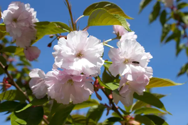 春に桜 — ストック写真