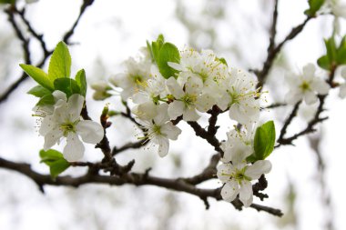 Beyaz bahar çiçekleri