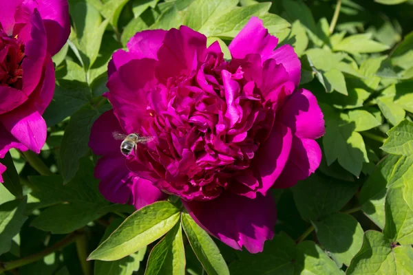 Peony flower in the garden — Stock Photo, Image