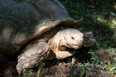 Büyük kaplumbağa yürüyüş