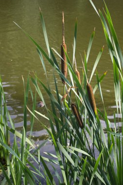 Reed mace suya yakın