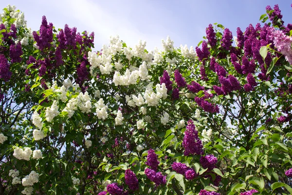 公園内の花ライラック — ストック写真