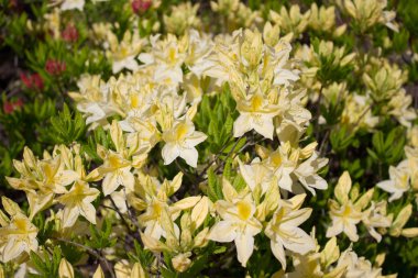 Açelya çiçek Park