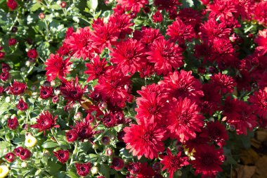 Kasımpatı çiçekleri kırmızı