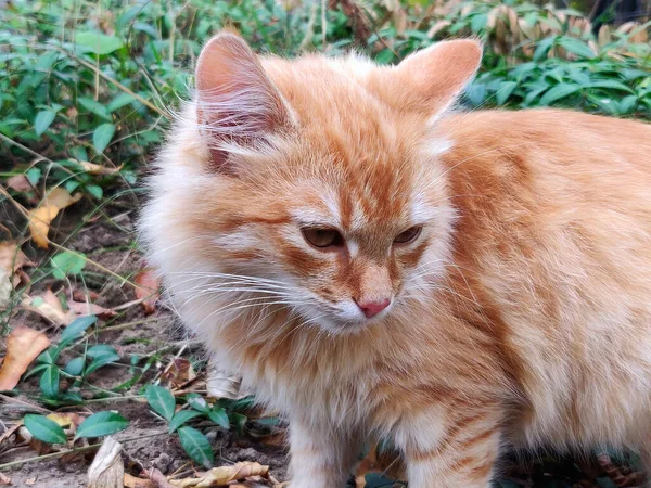 赤い猫が緑の芝生の上で休んでいる — ストック写真