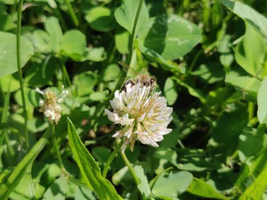 İlkbaharda beyaz yonca çiçekleri