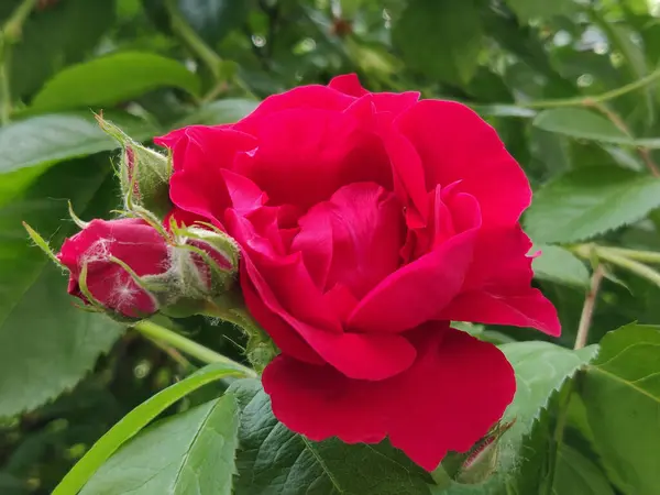 Foto Uma Rosa Vermelha Florescendo Jardim — Fotografia de Stock