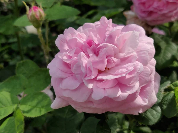 Photo Une Rose Fleurie Dans Jardin — Photo
