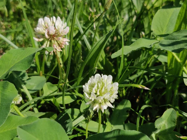 Witte Klaver Bloemen Lente — Stockfoto