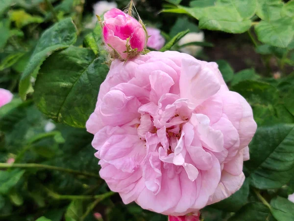 Foto Van Een Bloeiende Roze Roos Een Tuin — Stockfoto