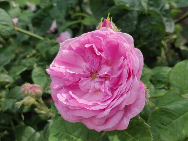 Foto Van Een Bloeiende Roze Roos Een Tuin — Stockfoto