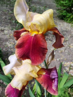 Yaz başında güzel bir zambak çiçeğinin yakın çekimi. 