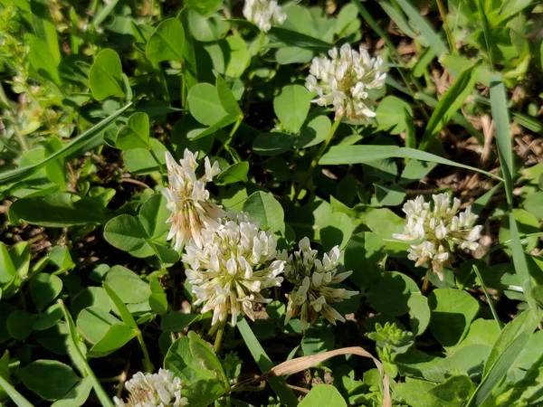 Witte Klaver Bloemen Lente — Stockfoto