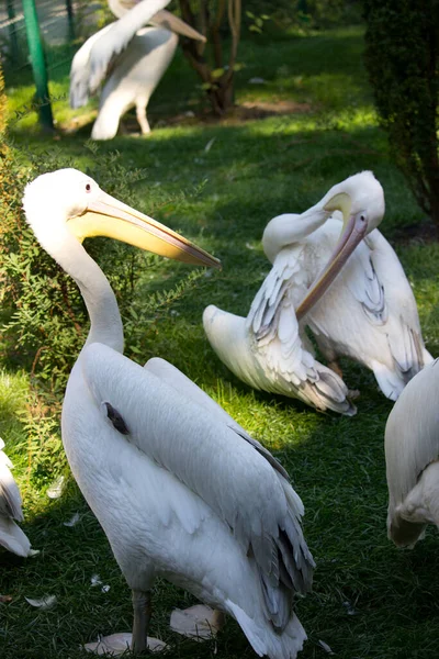 Pássaro Pelicano Dia Verão Aves Selvagens — Fotografia de Stock