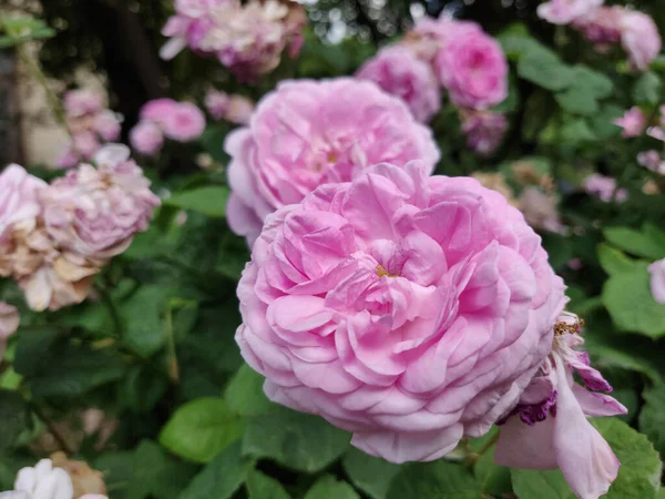 Foto Uma Rosa Florescendo Jardim — Fotografia de Stock