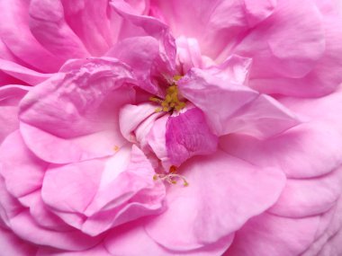 Bahçede açan pembe bir gülün fotoğrafı.