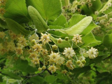 Yazın ağaçta açan ıhlamur çiçekleri.