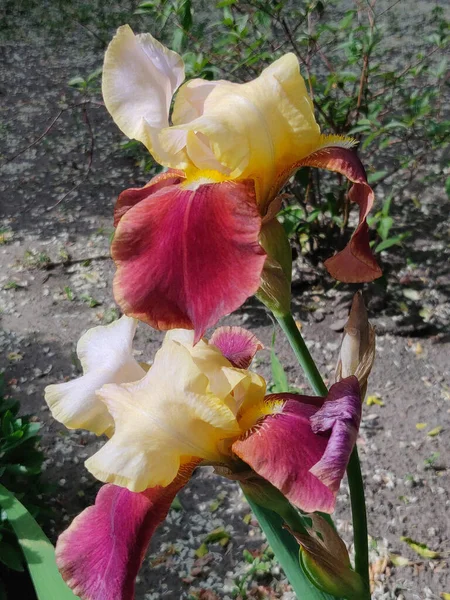 Nahaufnahme Einer Schönen Iris Blüht Frühsommer — Stockfoto