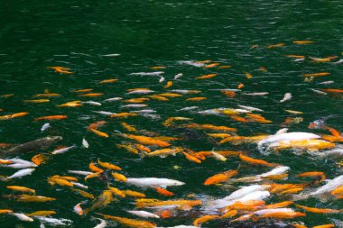 Koi sazan balığı gölette yüzüyor. Çin sazan balığı.. 