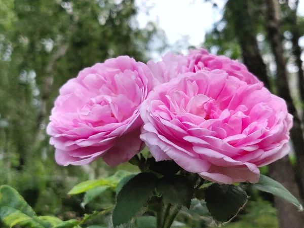 Foto Uma Rosa Florescendo Jardim — Fotografia de Stock