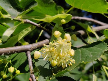 Yazın ağaçta açan ıhlamur çiçekleri.