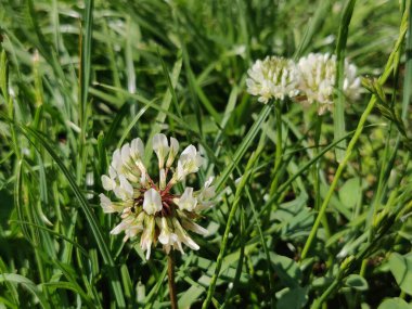 İlkbaharda beyaz yonca çiçekleri