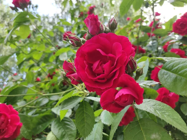 Blommande Röd Ros Trädgård — Stockfoto