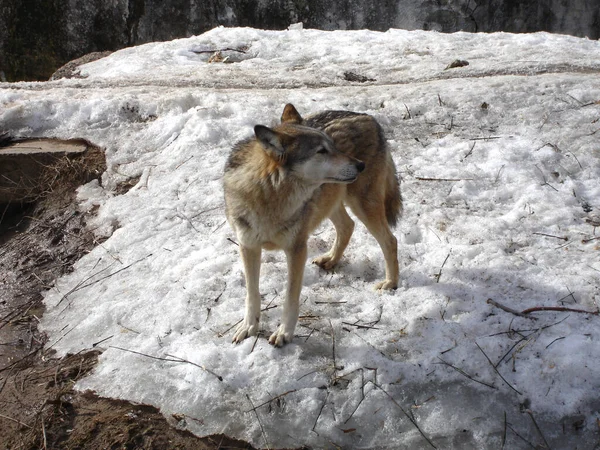 Gray wolf on a winter day. Wild animal