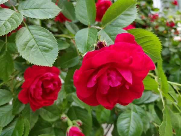 庭に赤いバラが咲き — ストック写真