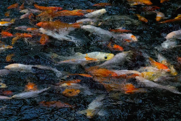 Peixe Carpa Koi Nadando Lagoa Carpa Chinesa Brocada — Fotografia de Stock