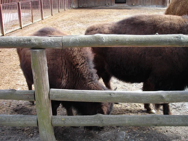 Bisonte Cálido Día Verano Animales Salvajes —  Fotos de Stock