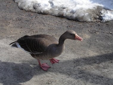 Yaban kazı kırsalda yerde duruyor