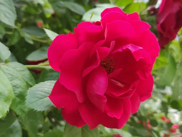 Rosa Vermelha Florescendo Jardim — Fotografia de Stock