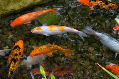 Koi sazan balığı gölette yüzüyor. Çin sazan balığı.. 