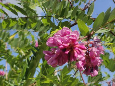 Akasya ağacının pembe akasya çiçekleri, yakın plan.