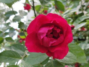 Bahçede açan kırmızı gül