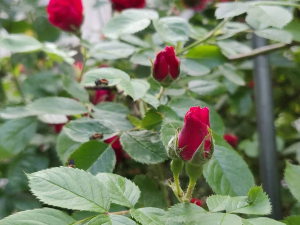 Blommande Röd Ros Trädgård — Stockfoto