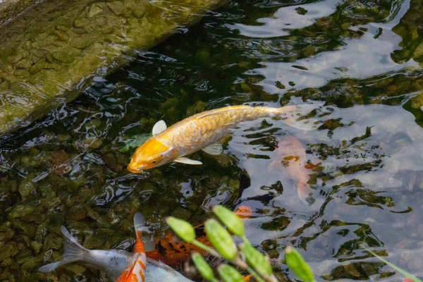 Koi carp fish swimming in pond. Chinese brocaded carp.